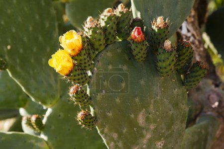 Detail einer Kaktusfeige, opuntia ficus, im späten Frühling mit Blüten und Früchten
