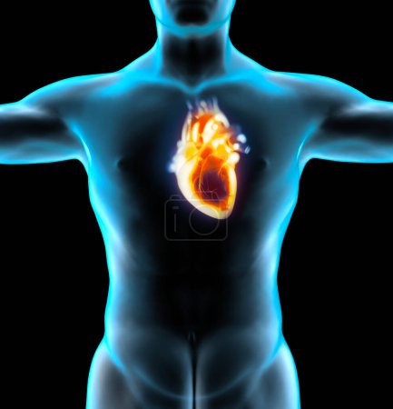 Téléchargez les photos : Étude anatomique d'un cœur. Problèmes cardiaques, crise cardiaque. Chirurgie. Rendement 3D. Silhouette Le cœur est un organe musculaire, qui pompe le sang à travers les vaisseaux sanguins du système circulatoire - en image libre de droit