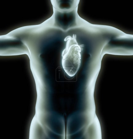 Foto de Estudio anatómico de un corazón. Problemas cardíacos, infarto. Cirugía. renderizado 3d. Silueta.El corazón es un órgano muscular que bombea sangre a través de los vasos sanguíneos del sistema circulatorio. - Imagen libre de derechos