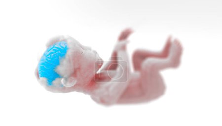 Photo pour Enfant, foetus, formation d'organes. Effet éponge cerveau. Apprentissage par expansion sensorielle. L'utérus maternel, la naissance. Rendu 3d - image libre de droit