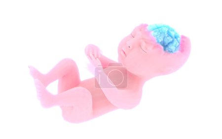 Photo pour Enfant, foetus, formation d'organes. Effet nuage cerveau. Apprentissage par expansion sensorielle. L'utérus maternel, la naissance. Rendu 3d - image libre de droit