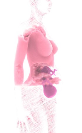 Photo pour Enfant, foetus, formation d'organes. Effet nuage. Apprentissage par expansion sensorielle. L'utérus maternel, la naissance. Rendu 3d - image libre de droit