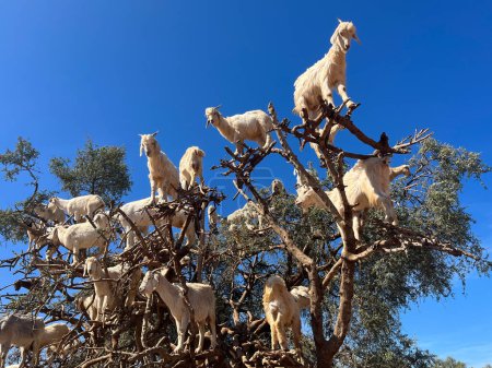 Photo for Morocco, Africa: goats on an argan tree eating its fruits in the argan plain between Marrakech and Essaouira, the tree from which the prodigious oil is obtained only grows in this area - Royalty Free Image