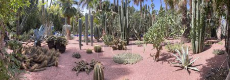 Photo for Marrakech, Morocco, Africa, 03-27-2023: fat plants in the Majorelle Garden, the botanical garden created by the French Orientalist artist Jacques Majorelle over almost forty years, starting in 1923, then purchased by Yves Saint-Laurent - Royalty Free Image