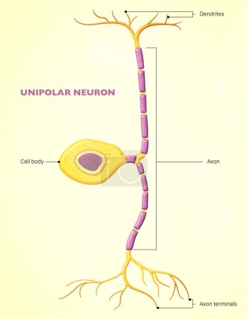 Photo for A bipolar neuron, or bipolar cell, is a type of neuron that has two extensions (one axon and one dendrite). Many bipolar cells are specialized sensory neurons for the transmission of sense - Royalty Free Image