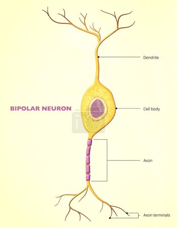 Photo for A bipolar neuron, or bipolar cell, is a type of neuron that has two extensions (one axon and one dendrite). Many bipolar cells are specialized sensory neurons for the transmission of sense - Royalty Free Image