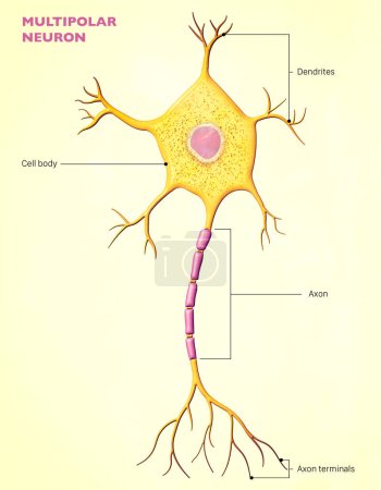 Photo for A multipolar neuron is a type of neuron that possesses a single axon and many dendrites, allowing for the integration of a great deal of information from other neurons - Royalty Free Image