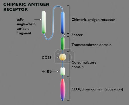 Téléchargez les photos : La thérapie cellulaire du récepteur chimérique de l'antigène T (CAR-T) est un nouveau traitement pour une variété de cancers. Rendu 3d - en image libre de droit
