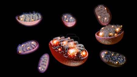 Foto de Las mitocondrias son los orgánulos responsables de producir la energía necesaria para que la célula crezca y se reproduzca. renderizado 3d - Imagen libre de derechos