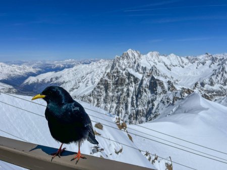 Haute-Savoie, France, 04-25-2024: black crow and view from LAiguille du Midi (Needle at midday), the highest spire (3.842 m) of the Aiguilles de Chamonix in the northern part of the Mont Blanc massif