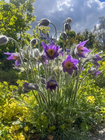 Annecy, Haute-Savoie, Frankreich, 25.04.2024: Pulsatilla vulgaris, die Passionsblume, Blütenpflanze aus der Familie der Ranunkelgewächse (Ranunculaceae), die zur Gattung Anemone gehört