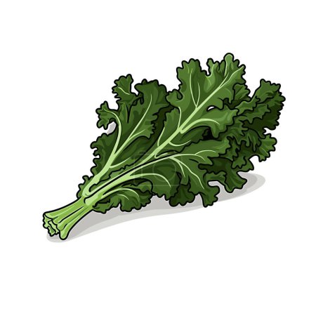 Ilustración de Kale. Ilustración dibujada a mano de col rizada. Vector doodle estilo ilustración de dibujos animados - Imagen libre de derechos