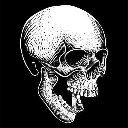 Illustration for Skull position facing obliquely down vector illustration - Royalty Free Image
