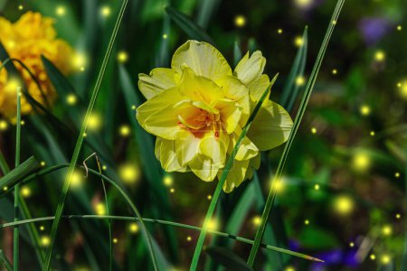 Photo for Blooming daffodils grow in the garden. Spring gardening, outdoor concept background, floral style. Beautiful nature wallpaper - Royalty Free Image