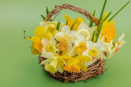 Photo for Festive spring composition with assorted blooming narcissus and homemade wicker basket. Traditional seasonal flora, greeting card. Pastel green background, close up - Royalty Free Image
