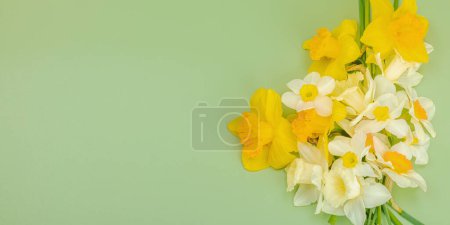 Photo for Festive spring composition with assorted blooming daffodils. Traditional seasonal flora, greeting card. Pastel green background, banner format - Royalty Free Image