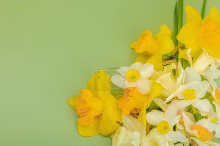 Photo for Festive spring composition with assorted blooming daffodils. Traditional seasonal flora, greeting card. Pastel green background, top view - Royalty Free Image