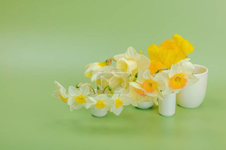 Photo for Festive spring composition with assorted blooming daffodils. Traditional seasonal flora, greeting card. Pastel green background, copy space - Royalty Free Image