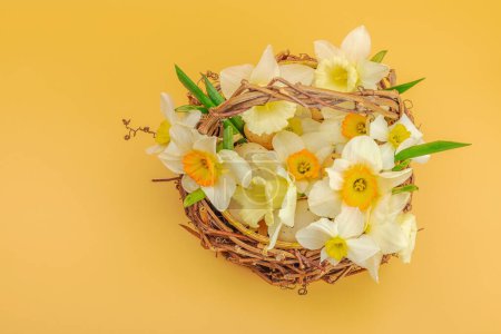 Photo for Festive spring composition with assorted blooming narcissus and homemade wicker basket. Traditional seasonal flora, greeting card. Pastel green background, top view - Royalty Free Image
