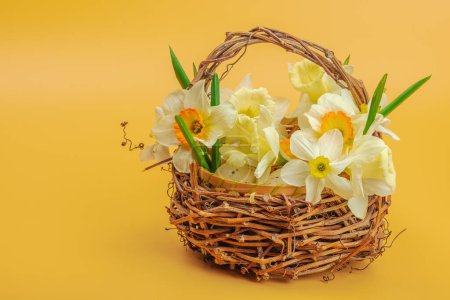 Photo for Festive spring composition with assorted blooming narcissus and homemade wicker basket. Traditional seasonal flora, greeting card. Pastel green background, copy space - Royalty Free Image