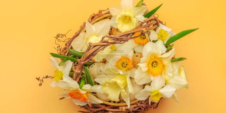 Photo for Festive spring composition with assorted blooming narcissus and homemade wicker basket. Traditional seasonal flora, greeting card. Pastel green background, banner format - Royalty Free Image