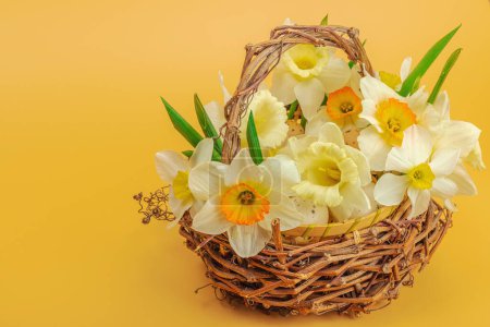 Photo for Festive spring composition with assorted blooming narcissus and homemade wicker basket. Traditional seasonal flora, greeting card. Pastel green background, copy space - Royalty Free Image