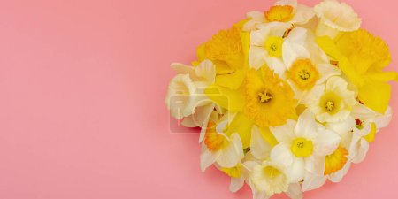 Photo for Festive spring composition with assorted blooming daffodils. Traditional seasonal flora, greeting card. Pastel pink background, banner format - Royalty Free Image