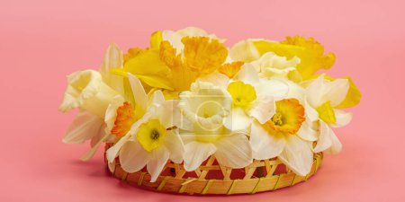 Photo for Festive spring composition with assorted blooming daffodils. Traditional seasonal flora, greeting card. Pastel pink background, banner format - Royalty Free Image