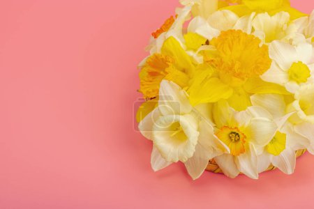 Photo for Festive spring composition with assorted blooming daffodils. Traditional seasonal flora, greeting card. Pastel pink background, top view - Royalty Free Image