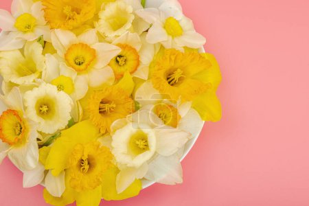 Photo for Festive spring composition with assorted blooming daffodils. Traditional seasonal flora, greeting card. Pastel pink background, top view - Royalty Free Image