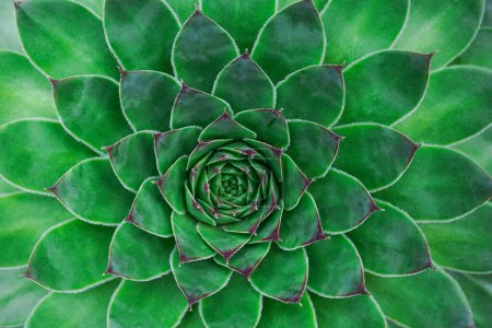 Photo for Succulent background. High quality texture of the succulent. Plant background - Royalty Free Image