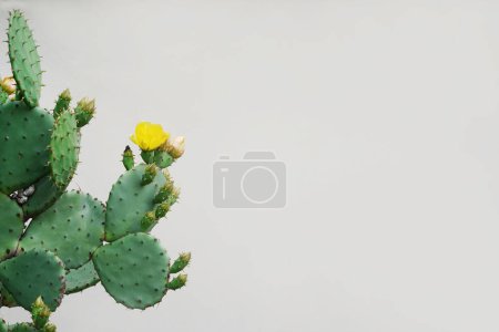 Téléchargez les photos : Fleur de cactus comme fond vintage rétro. Cactus de poire piquante au ton pastel, espace de copie - en image libre de droit