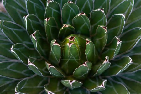 Nahaufnahme einer scharfen, frischen grünen Agave potatorum Kaktuspflanze, die im Gewächshaus wächst