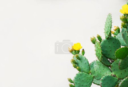 Téléchargez les photos : Cactus avec des fleurs jaunes comme fond vintage rétro. Cactus de poire piquante au-dessus du mur de béton blanc, espace de copie - en image libre de droit