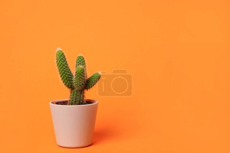 grüner Kaktus im Topf, Zimmerpflanze auf leuchtend orangefarbenem Hintergrund