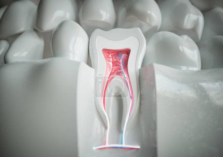 Téléchargez les photos : Anatomie d'une dent avec dentition complète sur fond blanc -- rendu 3D - en image libre de droit