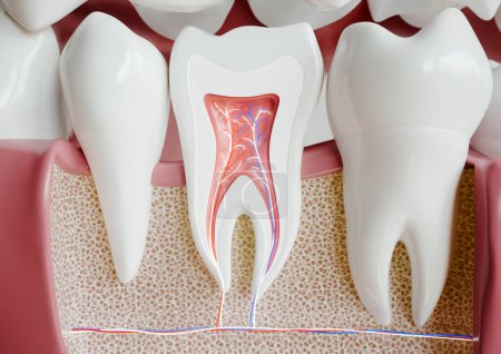Foto de Anatomía de un diente con dentición completa - - 3D Rendering - Imagen libre de derechos