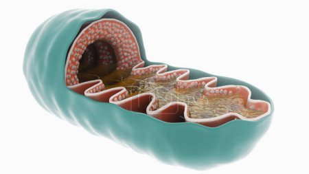 This is a 3D rendering of the interior of a mitochondrion on a white background