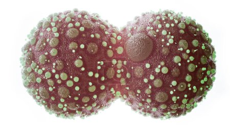 La imagen muestra una representación en 3D de dos células conectadas sometidas a división, con numerosas protuberancias verdes que indican un trastorno en el proceso de división celular..