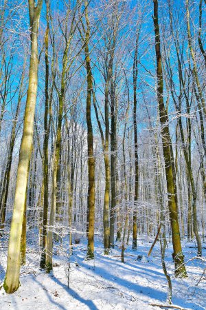 Imagen pixelada de un bosque nevado en una ecorregión boreal. Los árboles están cubiertos de nieve, con ramas, troncos y ramas visibles contra el paisaje blanco. El cielo es un tono gris de invierno