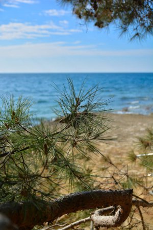 Playa de pino verano mar croacia