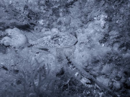 Foto de A little octopus during a dive in mediterranean sea. - Imagen libre de derechos