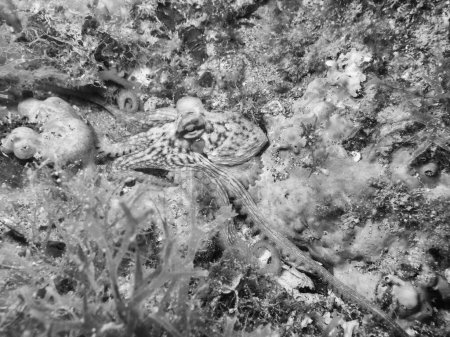 Téléchargez les photos : A little octopus during a dive in mediterranean sea. - en image libre de droit