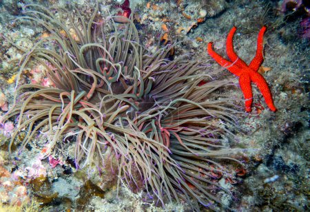 Foto de A red starfish near anemone. - Imagen libre de derechos