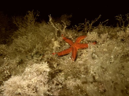 Foto de Red starfishi during a night dive. - Imagen libre de derechos