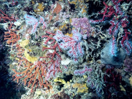 Téléchargez les photos : Corail méditerranéen reef.Closeup view - en image libre de droit