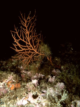 Téléchargez les photos : Récif corallien méditerranéen, gros plan - en image libre de droit