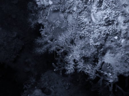 Téléchargez les photos : Récif corallien méditerranéen close up - en image libre de droit
