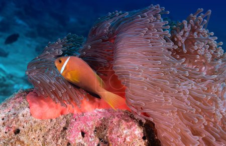 Téléchargez les photos : Belle image de Clownfish lors de la réouverture par des prédateurs sur son anémone. - en image libre de droit