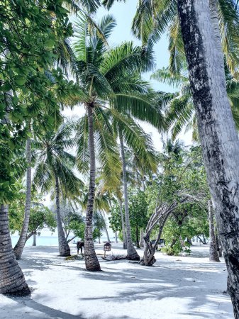 Photo for Coconut palms on the white beaches of the Maldivian atolls. - Royalty Free Image
